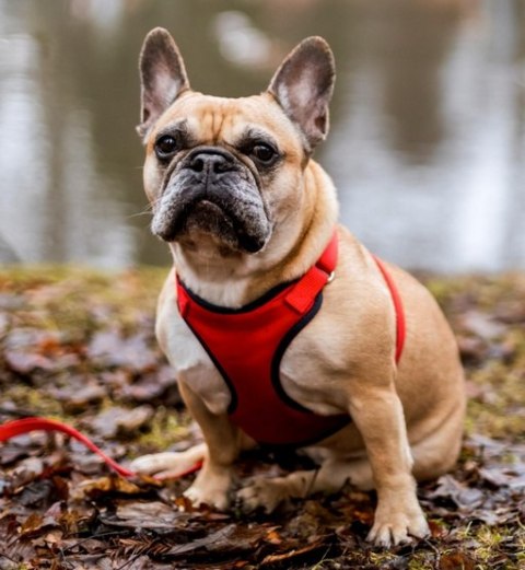 Dingo Szelki bezuciskowe z dwupaskową regulacją S czerwone Dingo Szelki bezuciskowe z dwupaskową regulacją S czerwone