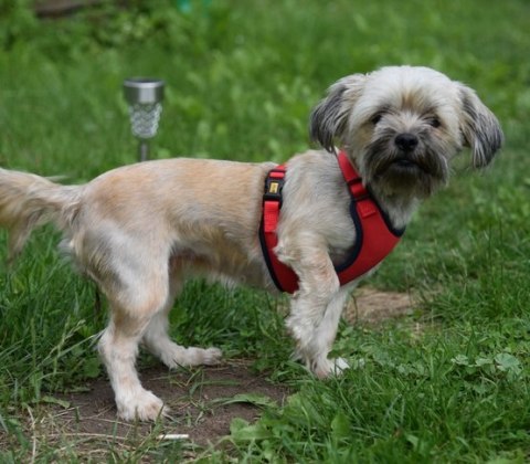 Dingo Szelki bezuciskowe z dwupaskową regulacją S czerwone Dingo Szelki bezuciskowe z dwupaskową regulacją S czerwone