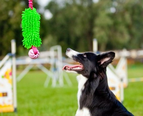 Dingo Zabawka dla psa - Szarpak Mop Bungee z piłką zielony Dingo Zabawka dla psa - Szarpak Mop Bungee z piłką zielony