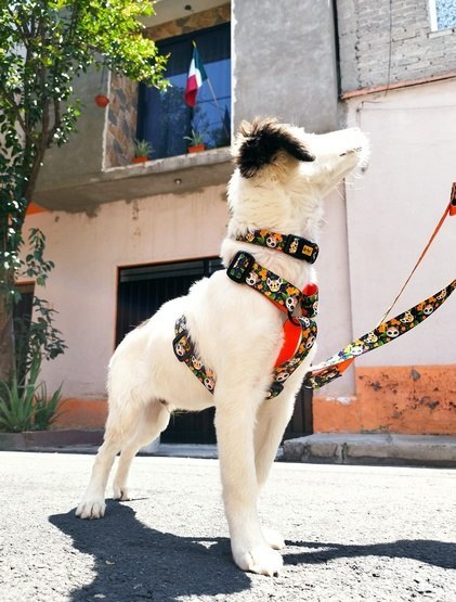 Dingo Szelki dwupaskowe Guard City - Chiapas rozmiar S Dingo Szelki dwupaskowe Guard City - Chiapas rozmiar S