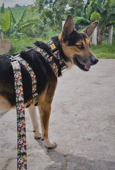 Dingo Szelki dwupaskowe Guard City - Chiapas rozmiar S Dingo Szelki dwupaskowe Guard City - Chiapas rozmiar S