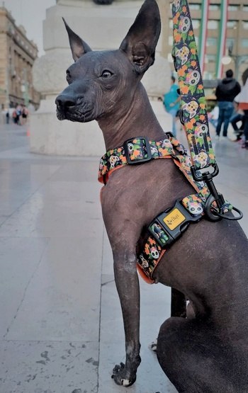 Dingo Szelki dwupaskowe Guard City - Chiapas rozmiar S Dingo Szelki dwupaskowe Guard City - Chiapas rozmiar S
