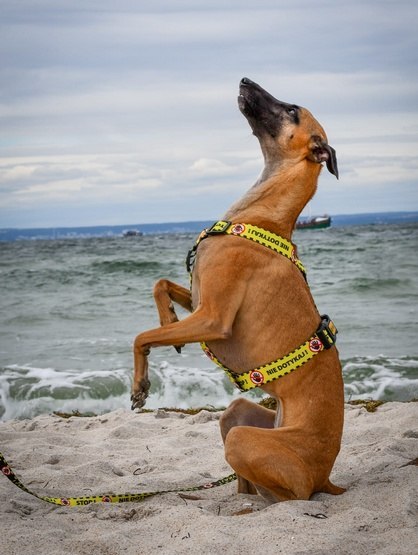 Dingo Szelki dwupaskowe Guard City - Nie Dotykaj rozmiar M Dingo Szelki dwupaskowe Guard City - Nie Dotykaj rozmiar M