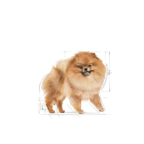 Royal Canin Pomeranian Adult karma mokra dla psów dorosłych rasy szpic miniaturowy, pasztet saszetka 85g Royal Canin Pomeranian Adult karma mokra dla psów dorosłych rasy szpic miniaturowy, pasztet saszetka 85g