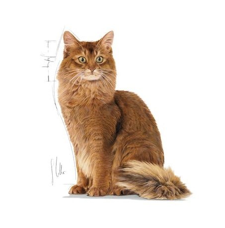 Royal Canin Ultra Light pasztet karma mokra dla kotów dorosłych, z tendencją do nadwagi saszetka 85g Royal Canin Ultra Light pasztet karma mokra dla kotów dorosłych, z tendencją do nadwagi saszetka 85g