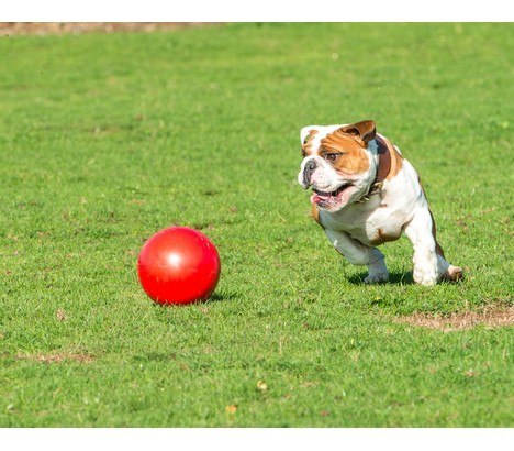 Boomer Ball L - 8" / 20cm czerwona Boomer Ball L - 8" / 20cm czerwona