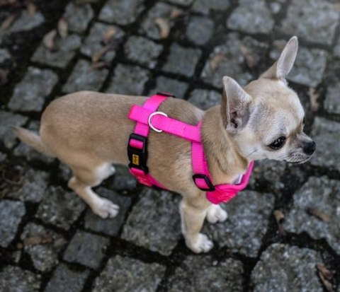Dingo Szelki bezuciskowe z dwupaskową regulacją L różowe Dingo Szelki bezuciskowe z dwupaskową regulacją L różowe