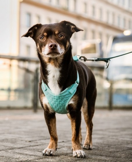 Dingo Szelki bezuciskowe z dwupaskową regulacją S miętowe Dingo Szelki bezuciskowe z dwupaskową regulacją S miętowe
