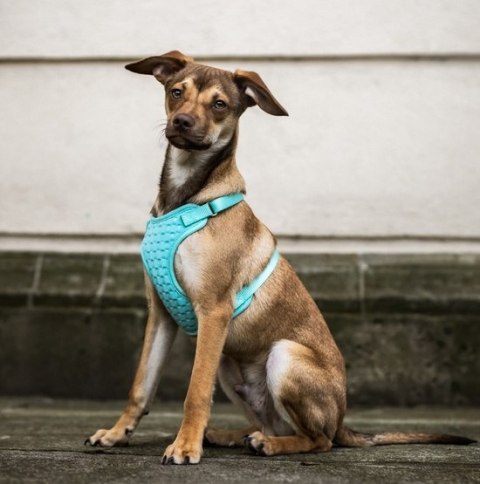 Dingo Szelki bezuciskowe z dwupaskową regulacją S miętowe Dingo Szelki bezuciskowe z dwupaskową regulacją S miętowe