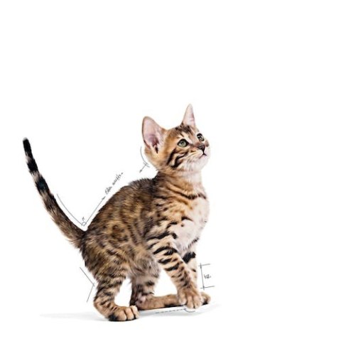 Royal Canin Kitten Sterilised karma mokra w galaretce dla kociąt od 6 do 12 miesiąca życia, sterylizowanych saszetka 85g Royal Canin Kitten Sterilised karma mokra w galaretce dla kociąt od 6 do 12 miesiąca życia, sterylizowanych saszetka 85g