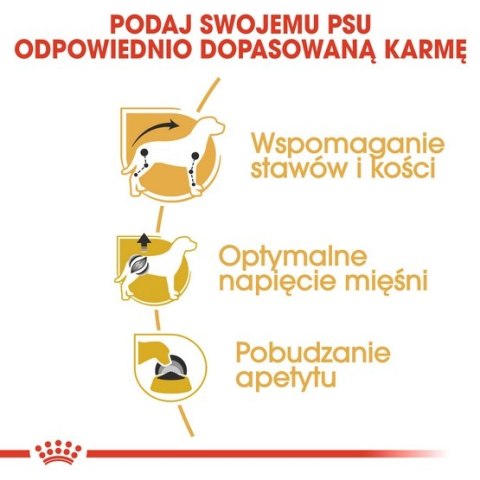 Royal Canin Dachshund karma mokra - pasztet, dla psów dorosłych rasy jamnik saszetka 85g Royal Canin Dachshund karma mokra - pasztet, dla psów dorosłych rasy jamnik saszetka 85g