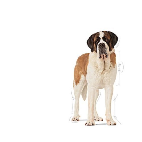 Royal Canin Giant Junior karma sucha dla szczeniąt od 8 do 18/24 miesiąca życia, ras olbrzymich 15kg Royal Canin Giant Junior karma sucha dla szczeniąt od 8 do 18/24 miesiąca życia, ras olbrzymich 15kg