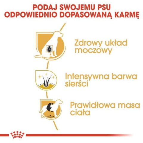 Royal Canin Miniature Schnauzer Adult karma sucha dla psów dorosłych rasy schnauzer miniaturowy 3kg Royal Canin Miniature Schnauzer Adult karma sucha dla psów dorosłych rasy schnauzer miniaturowy 3kg