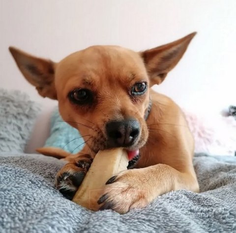 4DOGS Gryzak z sera himalajskiego Churpi Original M 4DOGS Gryzak z sera himalajskiego Churpi Original M