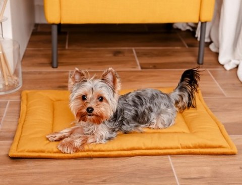 MIMIKO Pets Mata Velvet 70x50cm musztarda MIMIKO Pets Mata Velvet 70x50cm musztarda