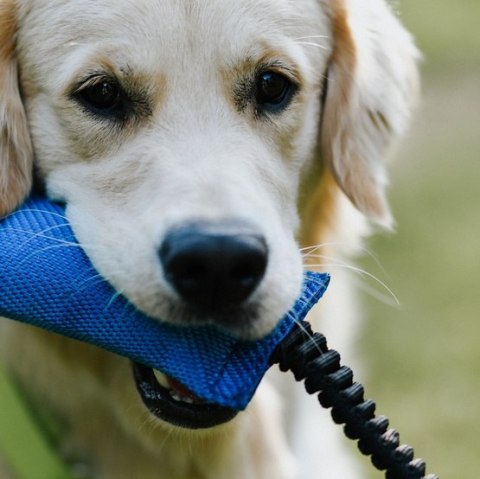Dingo Zabawka dla psa - Szarpak z węża strażackiego z rączką bungee niebieski Dingo Zabawka dla psa - Szarpak z węża strażackiego z rączką bungee niebieski