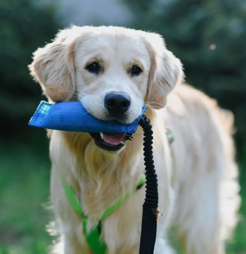 Dingo Zabawka dla psa - Szarpak z węża strażackiego z rączką bungee niebieski Dingo Zabawka dla psa - Szarpak z węża strażackiego z rączką bungee niebieski
