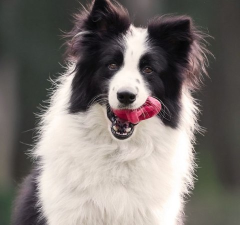 PetDreamHouse Zabawka gumowa Geo-Astro Rolly czerwona PetDreamHouse Zabawka gumowa Geo-Astro Rolly czerwona