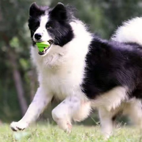 PetDreamHouse Zabawka gumowa Geo-Gem Rolly zielona PetDreamHouse Zabawka gumowa Geo-Gem Rolly zielona
