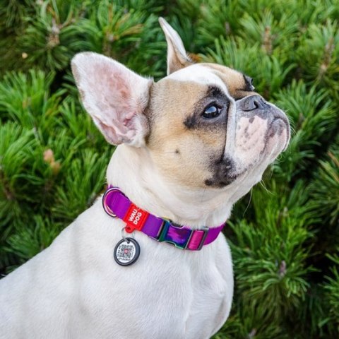 Collar WauDog Recycled Obroża nylonowa z QR-paszportem, gradient S 15mm/25-35cm fioletowy Collar WauDog Recycled Obroża nylonowa z QR-paszportem, gradient S 15mm/25-35cm fioletowy