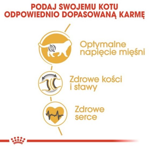 Royal Canin British Shorthair Adult karma sucha dla kotów dorosłych rasy brytyjski krótkowłosy 400g Royal Canin British Shorthair Adult karma sucha dla kotów dorosłych rasy brytyjski krótkowłosy 400g