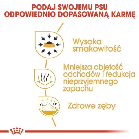 Royal Canin Chihuahua Adult karma sucha dla psów dorosłych rasy chihuahua 0,5kg Royal Canin Chihuahua Adult karma sucha dla psów dorosłych rasy chihuahua 0,5kg