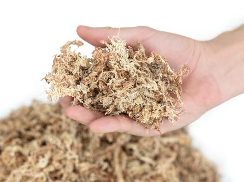 Mech torfowiec Sphagnum moss 50g Mech torfowiec Sphagnum moss 50g