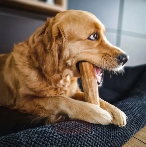 4DOGS Gryzak z drzewa oliwnego L 4DOGS Gryzak z drzewa oliwnego L