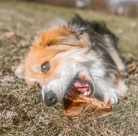 4DOGS Gryzak z korzenia drzewa wrzosowego L 4DOGS Gryzak z korzenia drzewa wrzosowego L
