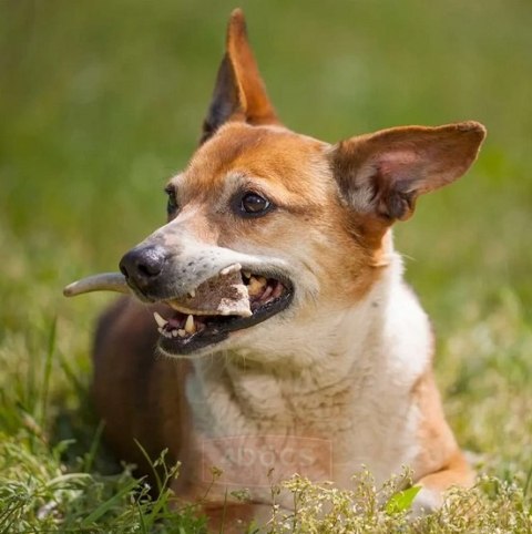 4DOGS Gryzak z poroża S hard 4DOGS Gryzak z poroża S hard