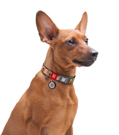 Collar WauDog Nylon Obroża nylonowa z QR-paszportem, plastikowy fastex, wzór AWOKADO NA RÓŻU, S 15mm/25-35cm Collar WauDog Nylon Obroża nylonowa z QR-paszportem, plastikowy fastex, wzór AWOKADO NA RÓŻU, S 15mm/25-35cm