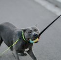 Dingo Zabawka dla psa - Szarpak Ringo z rączką bungee 10cm