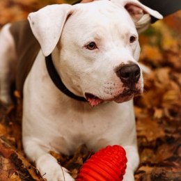 Dingo Zabawka dla psa - Twarda guma TPR - Rugby 14,5cm