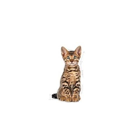 Royal Canin Kitten Sterilised karma sucha dla kociąt od 4 do 12 miesiąca życia, sterylizowanych 400g Royal Canin Kitten Sterilised karma sucha dla kociąt od 4 do 12 miesiąca życia, sterylizowanych 400g