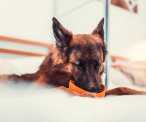 LickiMat Wobble Miska głęboka Jeżyk miękka pomarańczowa