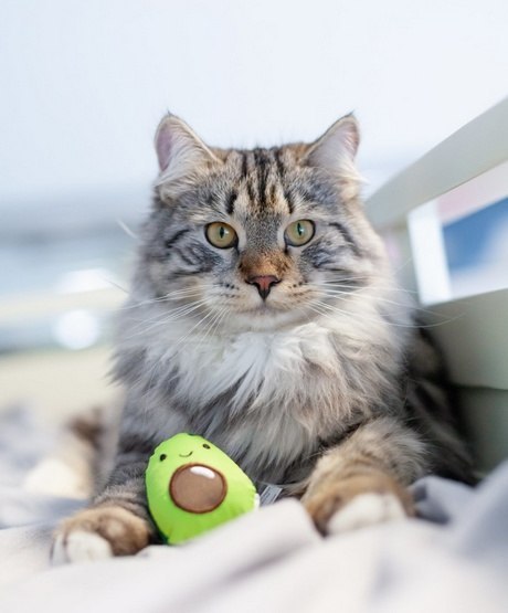 Petstages Lil' Avocato dla kota [PS67840]