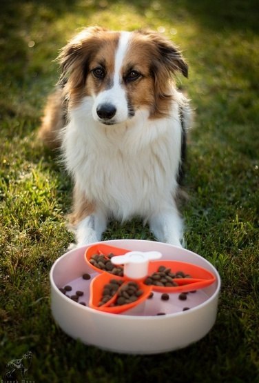 Spin Interaktywna miska Flower/Spin biało-pomarańczowa
