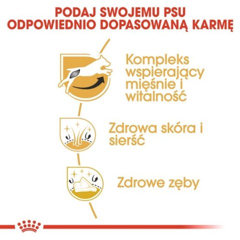Royal Canin Jack Russell Terrier Adult karma sucha dla psów dorosłych rasy jack russell terrier 1,5kg Royal Canin Jack Russell Terrier Adult karma sucha dla psów dorosłych rasy jack russell terrier 1,5kg
