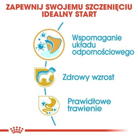 Royal Canin Jack Russell Terrier Puppy karma sucha dla szczeniąt do 10 miesiąca, rasy jack russell terrier 1,5kg Royal Canin Jack Russell Terrier Puppy karma sucha dla szczeniąt do 10 miesiąca, rasy jack russell terrier 1,5kg