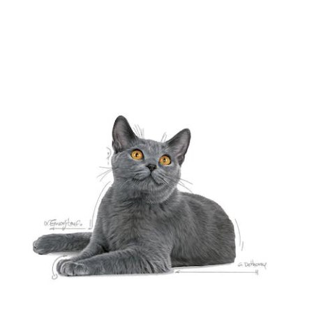 Royal Canin Dental Care karma sucha dla kotów dorosłych, redukująca odkładanie kamienia nazębnego 3,5kg Royal Canin Dental Care karma sucha dla kotów dorosłych, redukująca odkładanie kamienia nazębnego 3,5kg