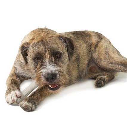 Petstages DeerHorn medium PS669 Petstages DeerHorn medium PS669