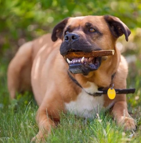 4DOGS Gryzak z poroża M easy 4DOGS Gryzak z poroża M easy