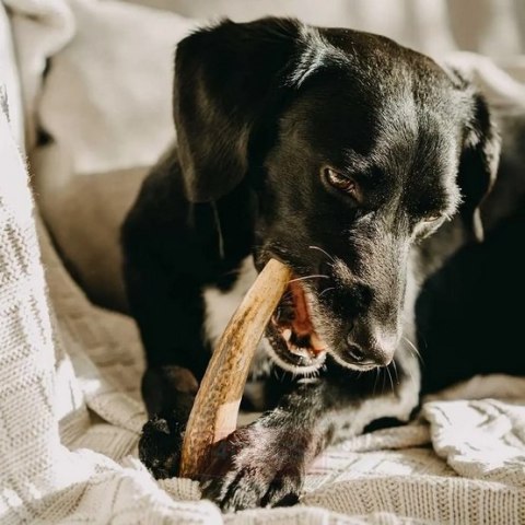 4DOGS Gryzak z poroża M hard 4DOGS Gryzak z poroża M hard