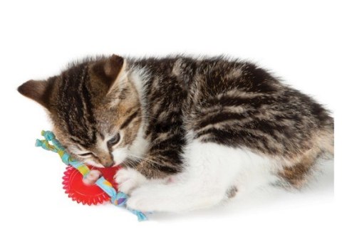 Petstages Koło do żucia dla kociąt PS715 Petstages Koło do żucia dla kociąt PS715