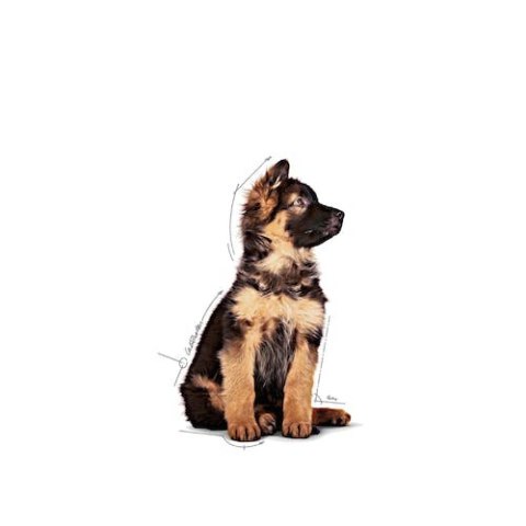 Royal Canin Maxi Puppy karma mokra w sosie dla szczeniąt, od 2 do 15 miesiąca życia, ras dużych saszetka 140g Royal Canin Maxi Puppy karma mokra w sosie dla szczeniąt, od 2 do 15 miesiąca życia, ras dużych saszetka 140g