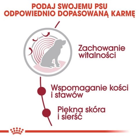 Royal Canin Medium Ageing 10+ karma mokra w sosie dla psów dojrzałych po 10 roku życia, ras średnich saszetka 140g Royal Canin Medium Ageing 10+ karma mokra w sosie dla psów dojrzałych po 10 roku życia, ras średnich saszetka 140g