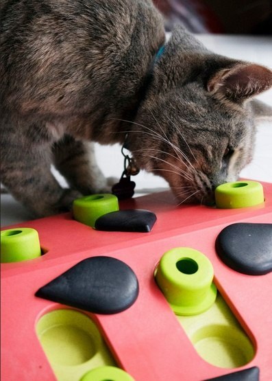 Nina Ottosson Cat Melon Madness Puzzle & Play - gra edukacyjna dla kotów Nina Ottosson Cat Melon Madness Puzzle & Play - gra edukacyjna dla kotów