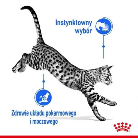 Royal Canin Indoor Sterilised Jelly karma mokra dla kotów dorosłych sterylizowanych, przebywających w domu saszetka 85g Royal Canin Indoor Sterilised Jelly karma mokra dla kotów dorosłych sterylizowanych, przebywających w domu saszetka 85g